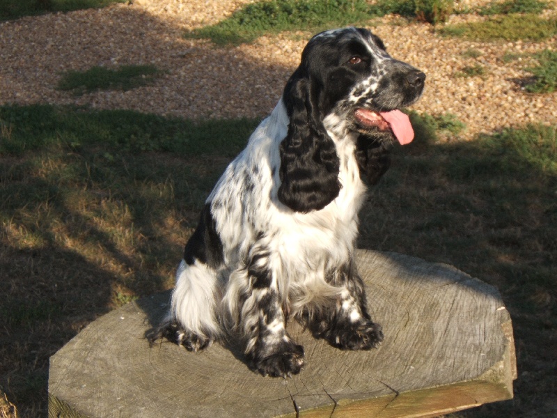 Enya blue (Sans Affixe)