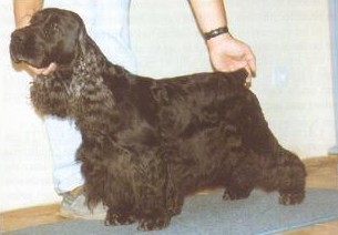 CH. Hamilton Du domaine de makno