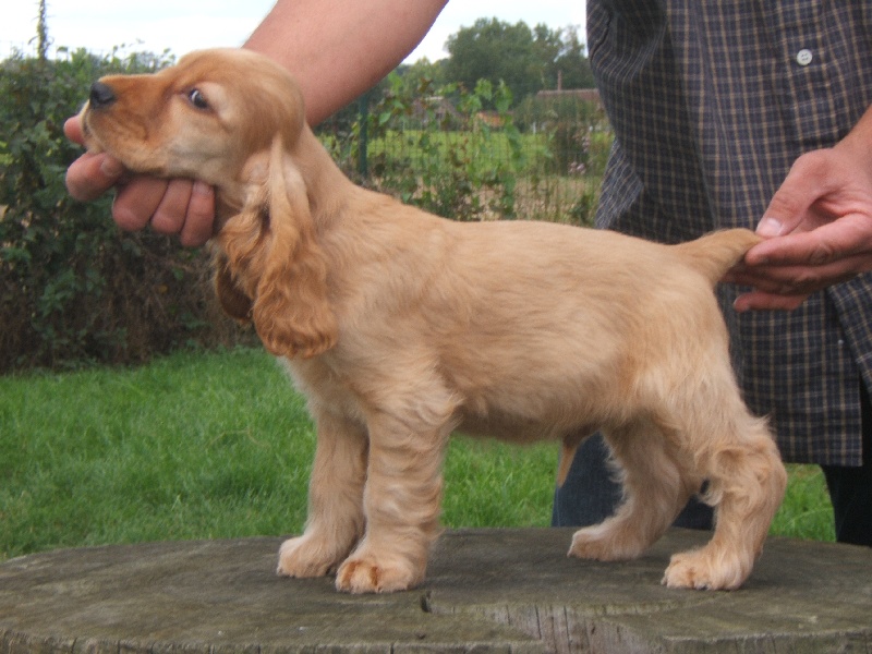 Album chiots