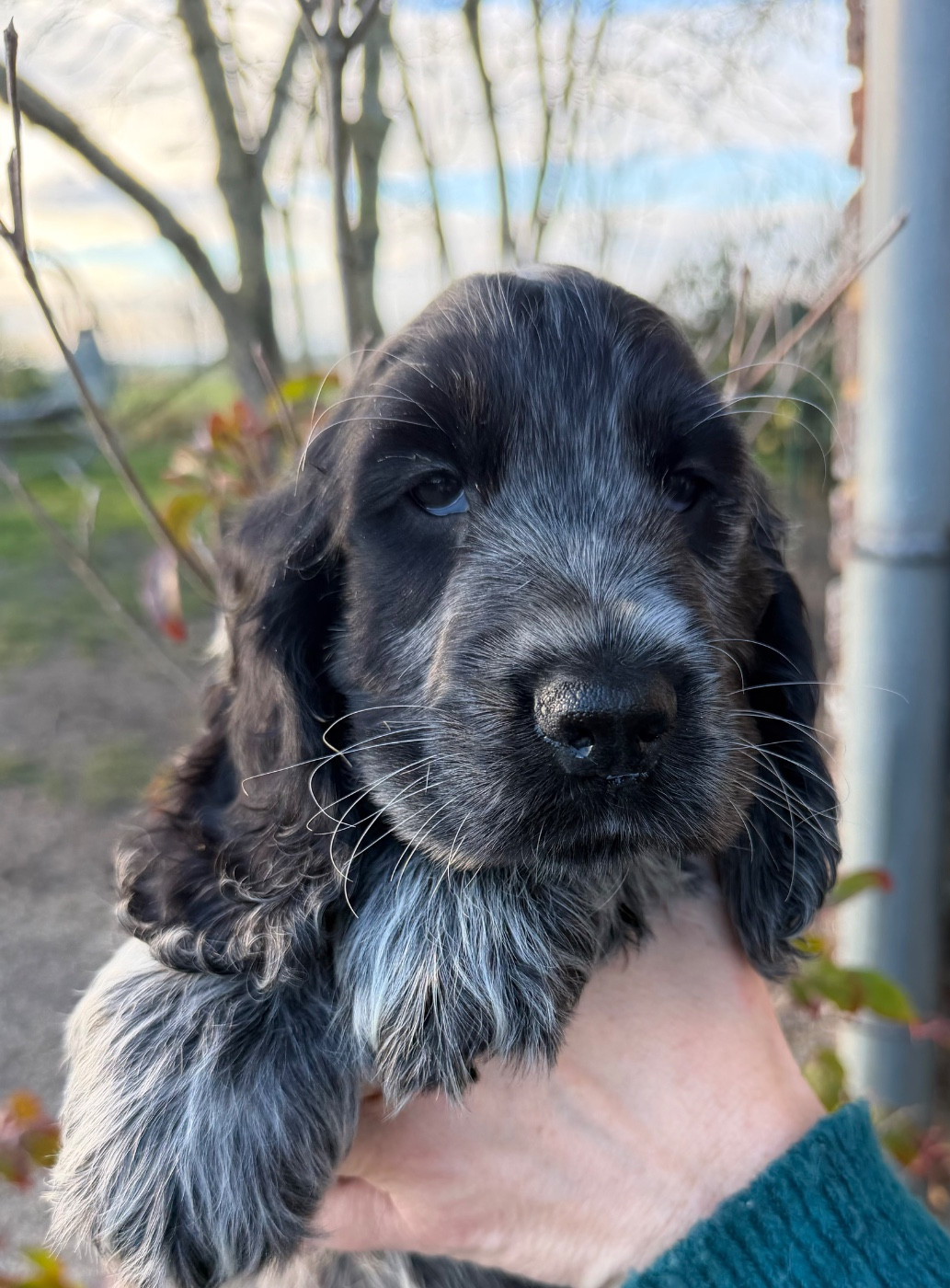 Du domaine de makno - Chiots disponibles - Cocker Spaniel Anglais
