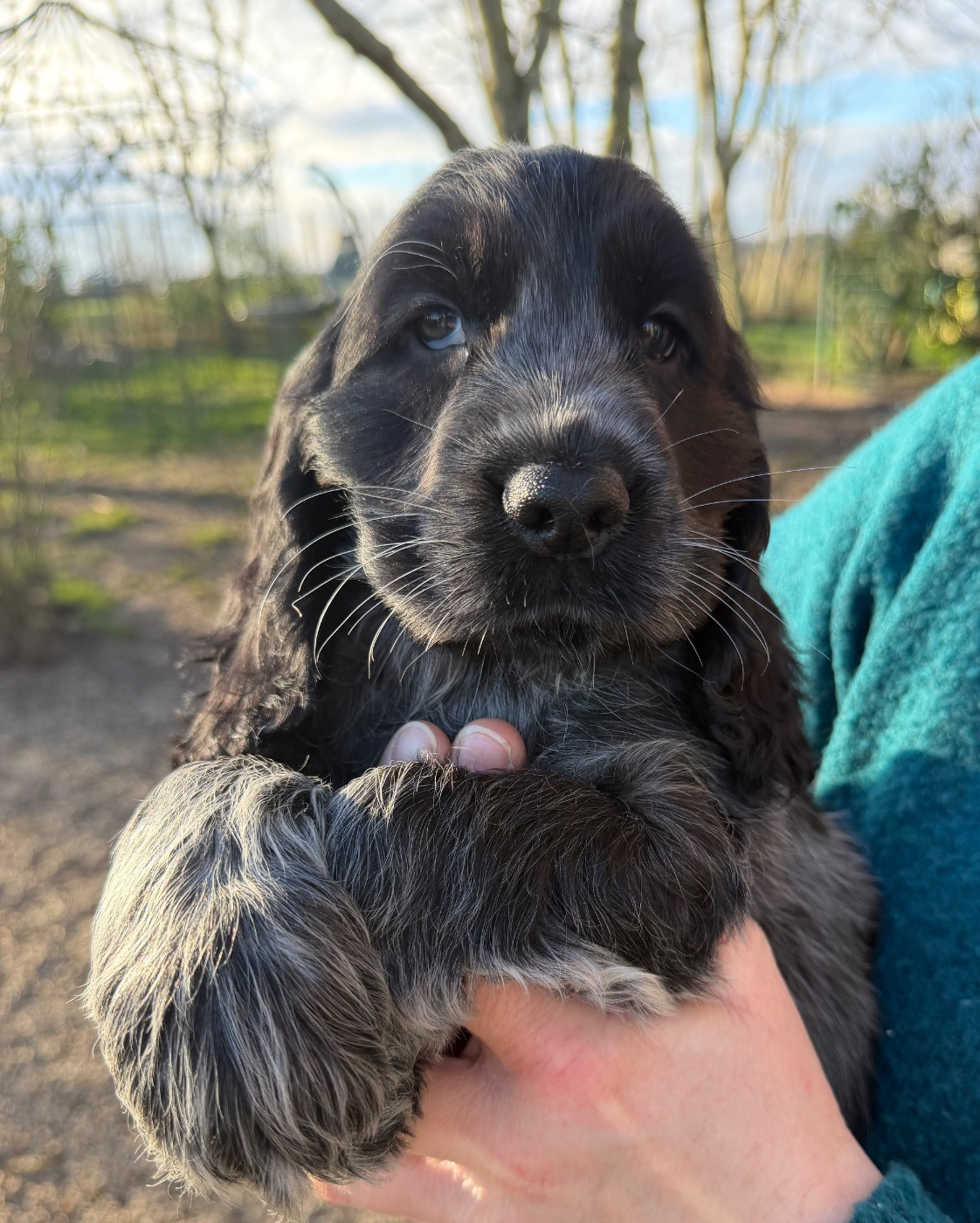 Du domaine de makno - Chiots disponibles - Cocker Spaniel Anglais