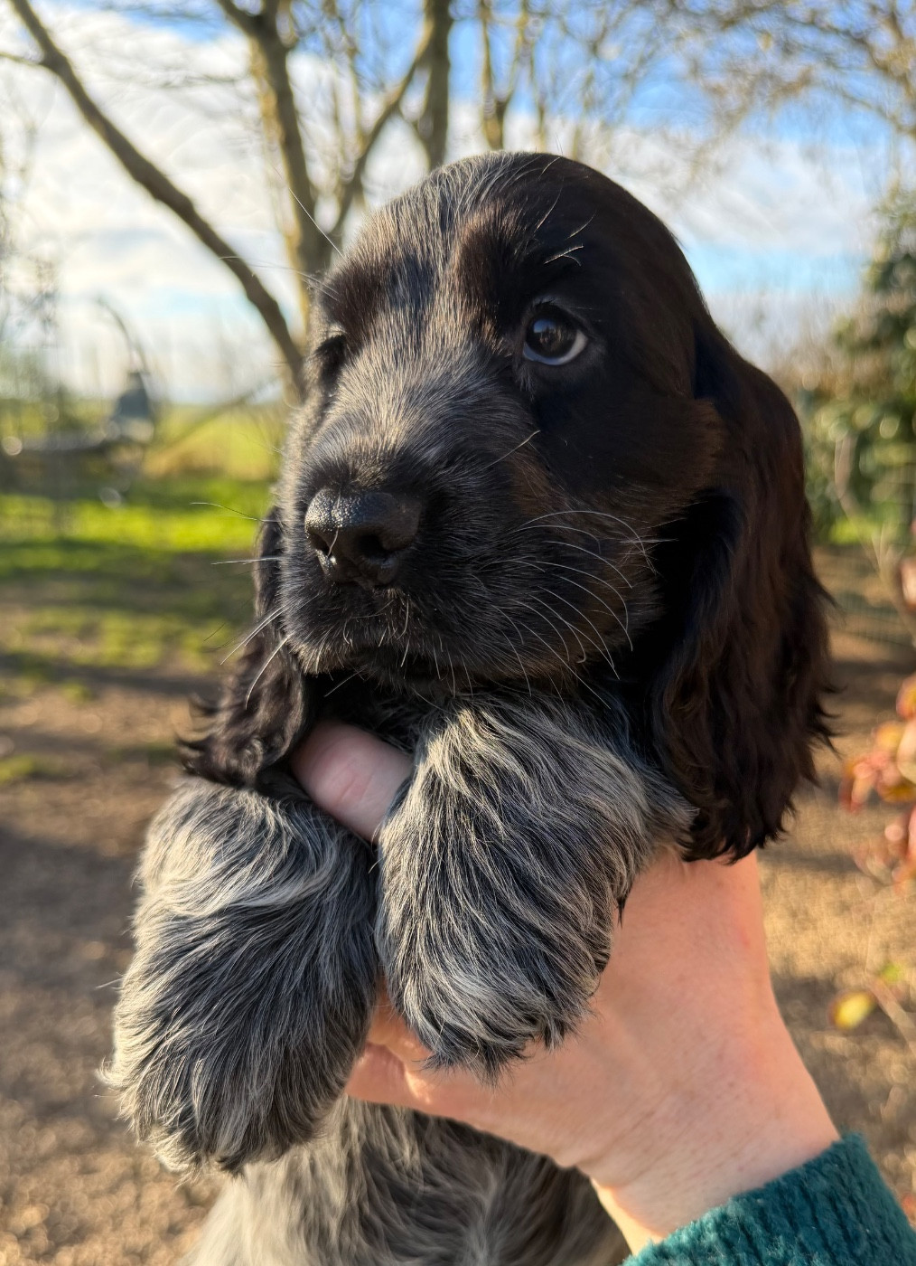 Du domaine de makno - Chiots disponibles - Cocker Spaniel Anglais