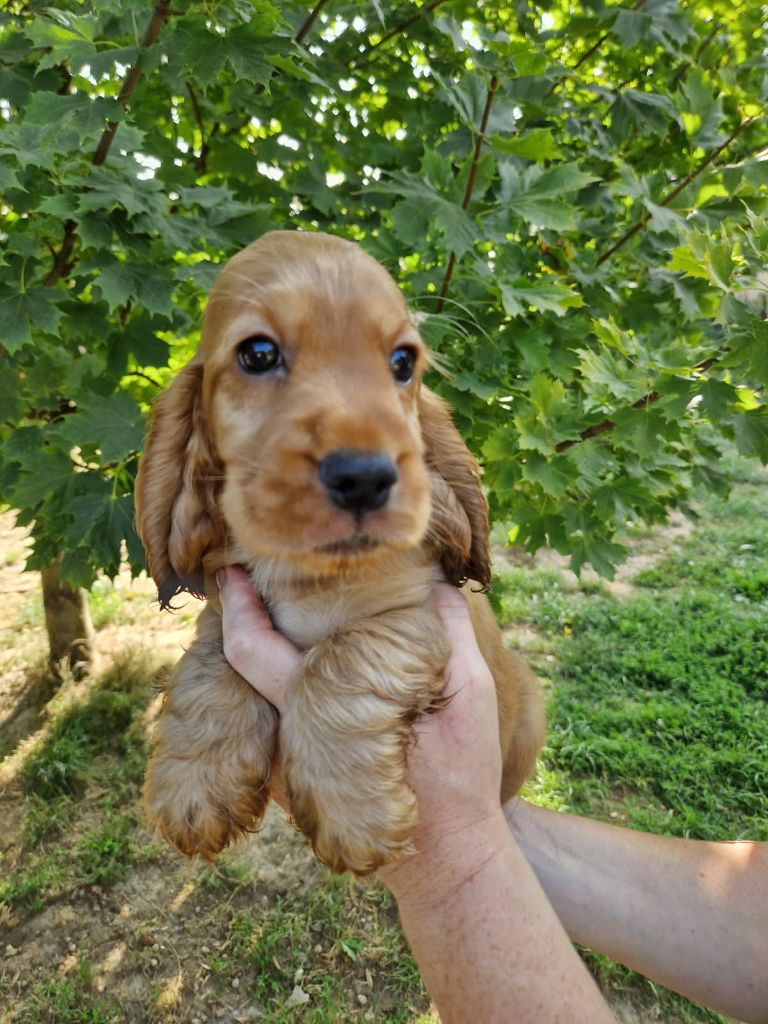 Du domaine de makno - Chiots disponibles - Cocker Spaniel Anglais