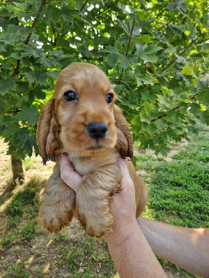 CHIOT 2