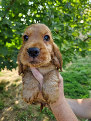 CHIOT 1