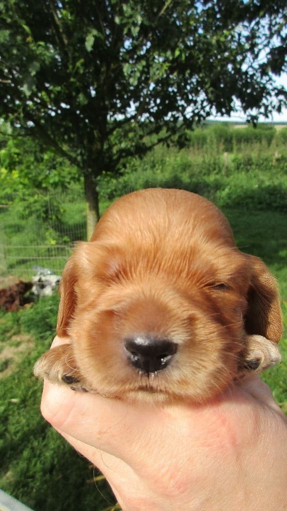 CHIOT