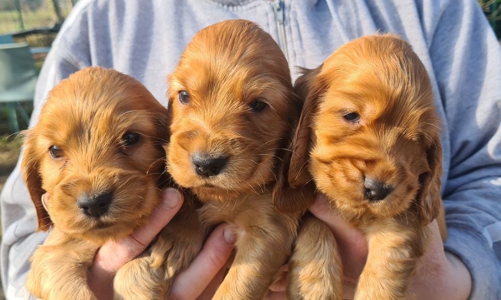 Du domaine de makno - Chiots disponibles - Cocker Spaniel Anglais