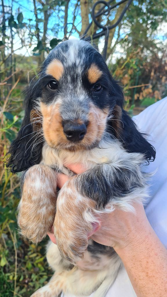 Du domaine de makno - Chiots disponibles - Cocker Spaniel Anglais